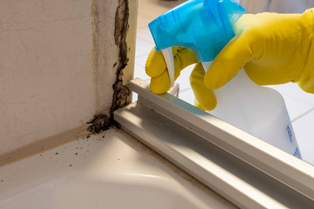 Best Black Mold Remediation in Silver Summit, UT