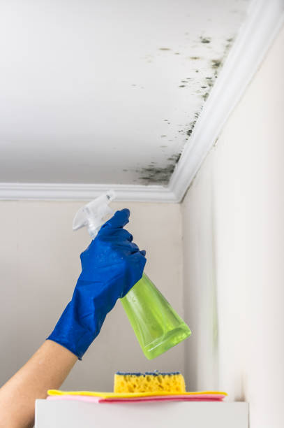 Best Basement Mold Remediation in Silver Summit, UT
